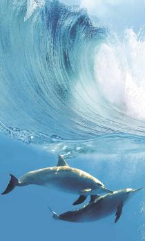 Porto Dolphins А Панно 100x60 (4пл)