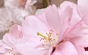 Букет розовый декоративный массив 09-01-41-662